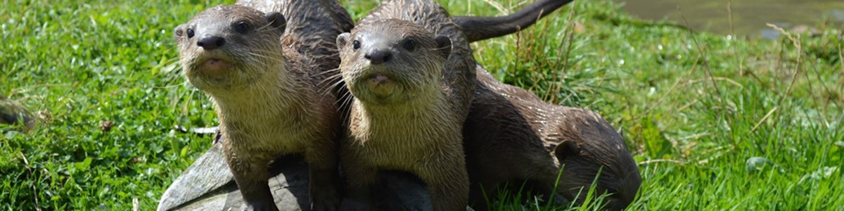wingham-wildlife-park---banner.jpg